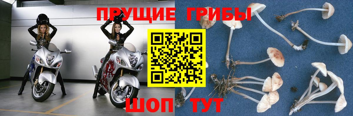 Псилоцибиновые грибы GOLDEN TEACHER  Галлюциногенные грибы прущие грибы  где найти   Елабуга  Вход с VPN 